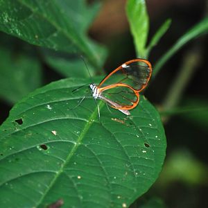 Glasswing Butterfly at Monteverde Reserve, 20/04/14