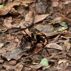 Tarantula/Birdeater, Monteverde Reserve, 20/04/14