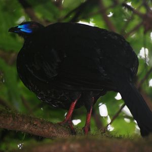 Black Guan at Monteverde Reserve, 20/04/14