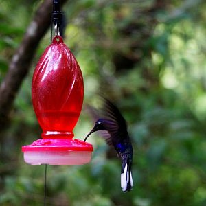 Violet Sabrewing at Monteverde Hummingbird Gallery, 20/04/14