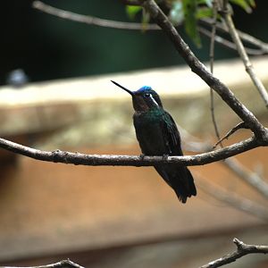 Purple-throated Mountain-gem at Monteverde Hummingbird Gallery, 20/04/14