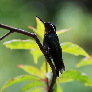Purple-throated Mountain-gem at Monteverde Hummingbird Gallery, 20/04/14