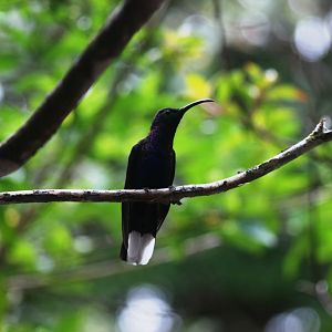 Violet Sabrewing at Monteverde Hummingbird Gallery, 20/04/14