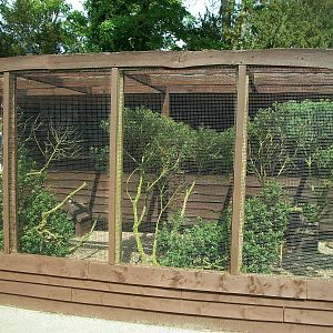 Shrubbery pruned in the aviary for finches, 23rd May 2014