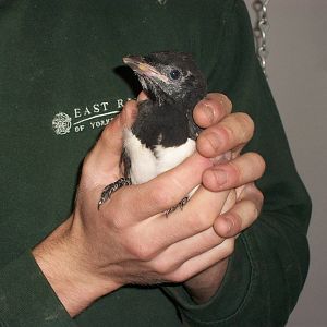 Sorrow the young Magpie, 24th May 2014