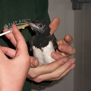 Sorrow fed by KeeperKatie and madgeandshane, 24th May 2014