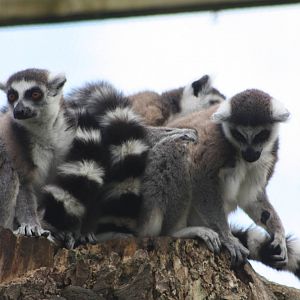 Ring-tailed Lemurs, 24th May 2014
