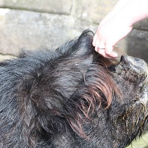 KeeperKatie plays peek-a-boo with Blackie, 25th May 2014