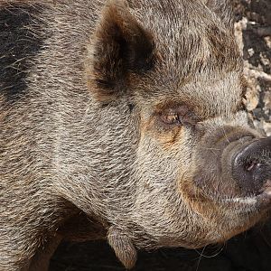 Pepper (Peppa?), 25th May 2014