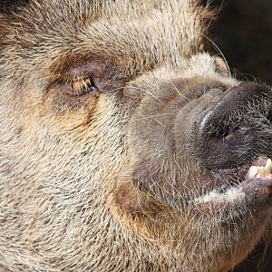 Pepper (Peppa?), 25th May 2014