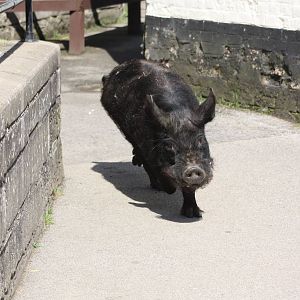 Pugwash heads for his meal, 25th May 2014