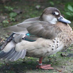 Brazilian Teal, 24th May 2014