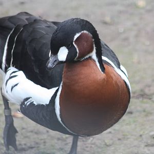 Red-breasted Goose, 24th May 2014