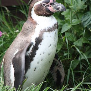 Penguin in foliage, 24th May 2014