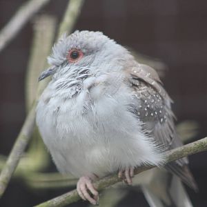Diamond Dove, 24th May 2014