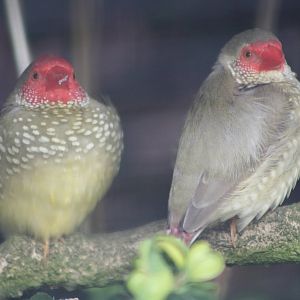 Star Finches, 24th May 2014
