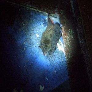 Geoffroy's Tailless Bat at the Bat Jungle, 21/04/14