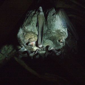 Jamaican Fruit Bats at the Bat Jungle, 21/04/14