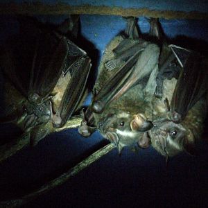 Toltec Fruit Bats at the Bat Jungle, 21/04/14