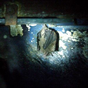 Commissaris' Long-tongued Bat at the Bat Jungle, 21/04/14