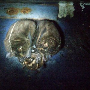 Greater Broad-nosed Bats at the Bat Jungle, 21/04/14