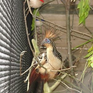 Hoatzin (Opisthocomus hoazin)