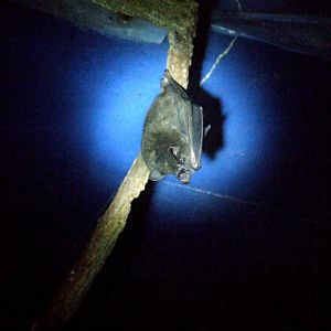 Highland Yellow-shouldered Bat at the Bat Jungle, 21/04/14