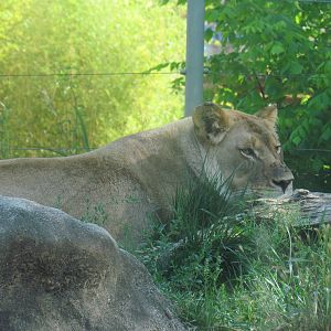 African Lioness