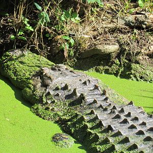 American Alligator