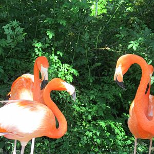 American Flamingos