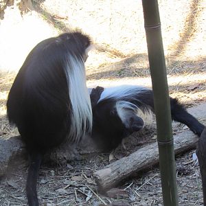 Angolan Colobus Grooming