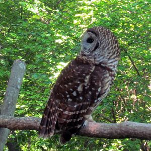 Barred Owl