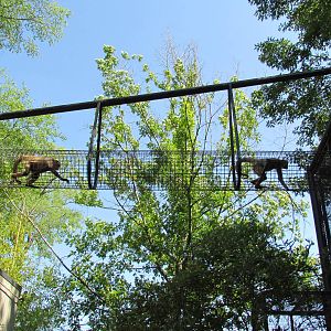 Black-Handed Spider Monkey Crossing