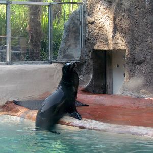 California Sea Lion