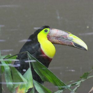 Chestnut-Mandibled Toucan