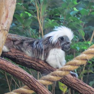 Cotton-Top Tamarin
