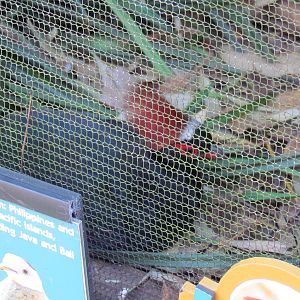 Crested Wood Partrige Male