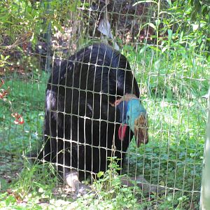 Double-Wattled Cassowary Sitting