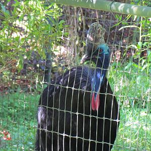 Double-Wattled Cassowary