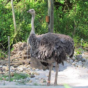 Female Common Ostrich