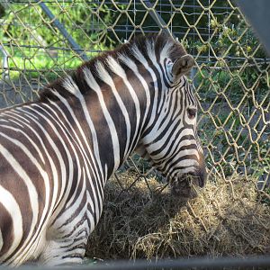 Grant's Zebra Eating