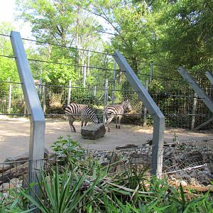 Grant's Zebra Exhibit