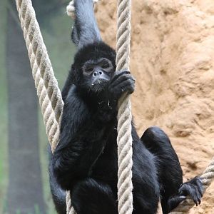 Brown-headed spidermonkey