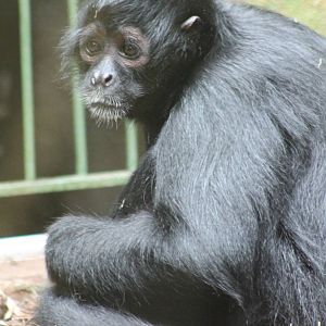 Brown-headed spidermonkey