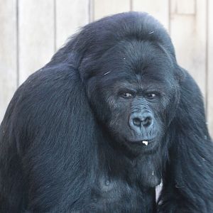 Eastern Lowland Gorilla (Gorilla beringei graueri) June 2009