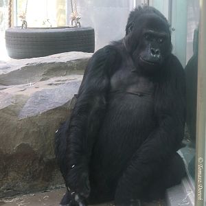 Eastern Lowland Gorilla (Gorilla beringei graueri) June 2009