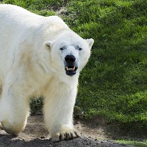 Polar Bear (Inukshuk)