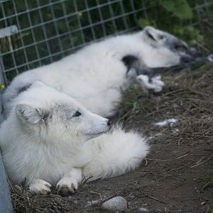 Arctic Foxes (Girls)