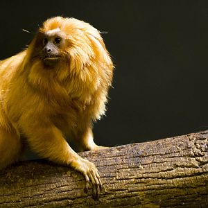 Golden Lion Tamarin