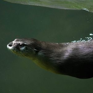 North American River Otter